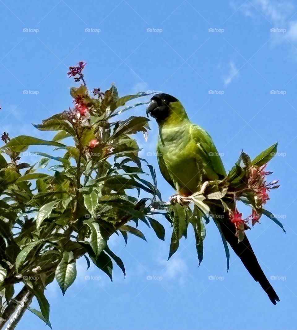 Green parrot perched in a tree 