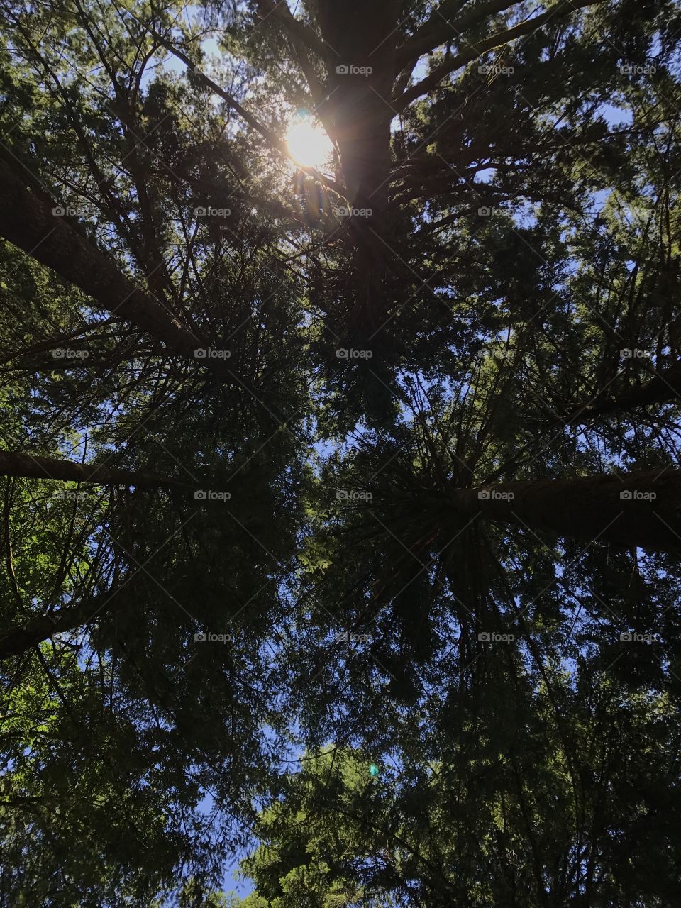 Trees