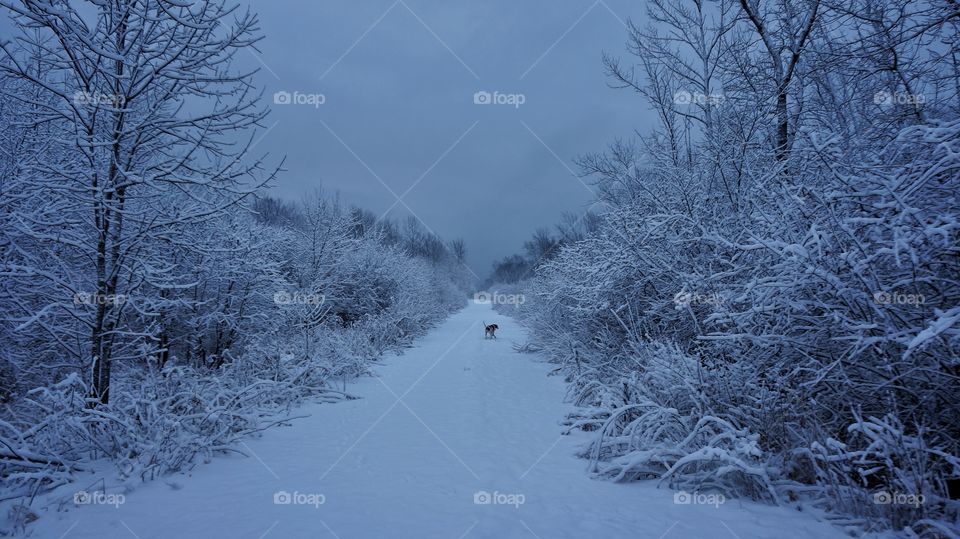 Snowy path long with bare tree