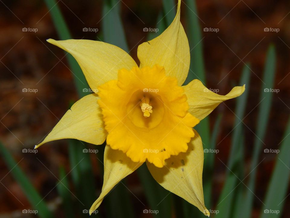 Beautiful yellow flower