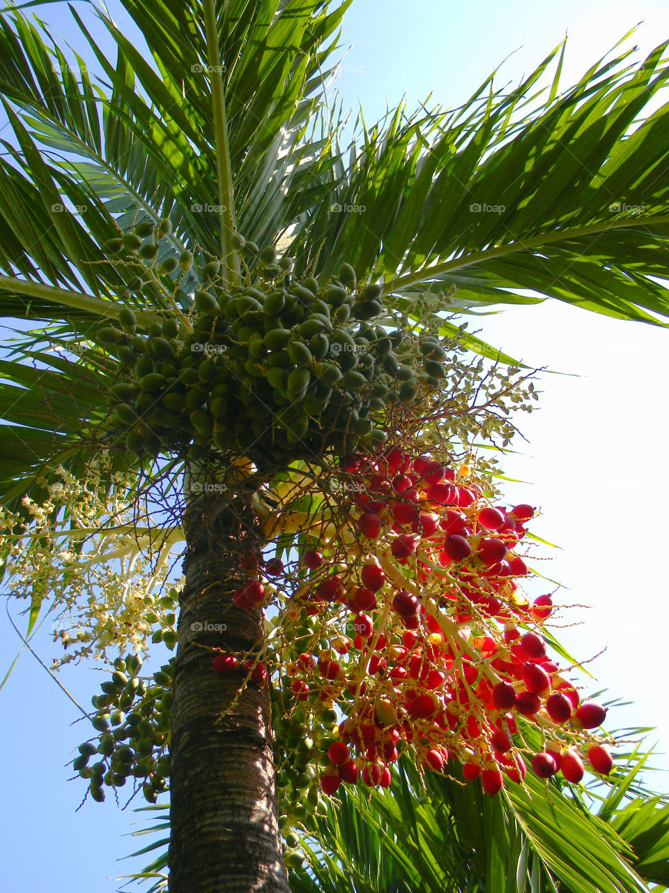 Fruits hanging from palm tree