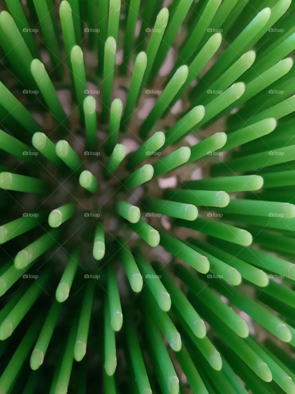 spiky green texture