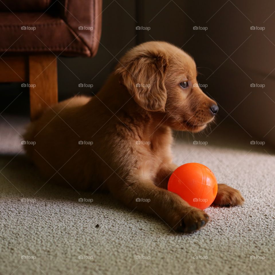 Puppy and his orange ball