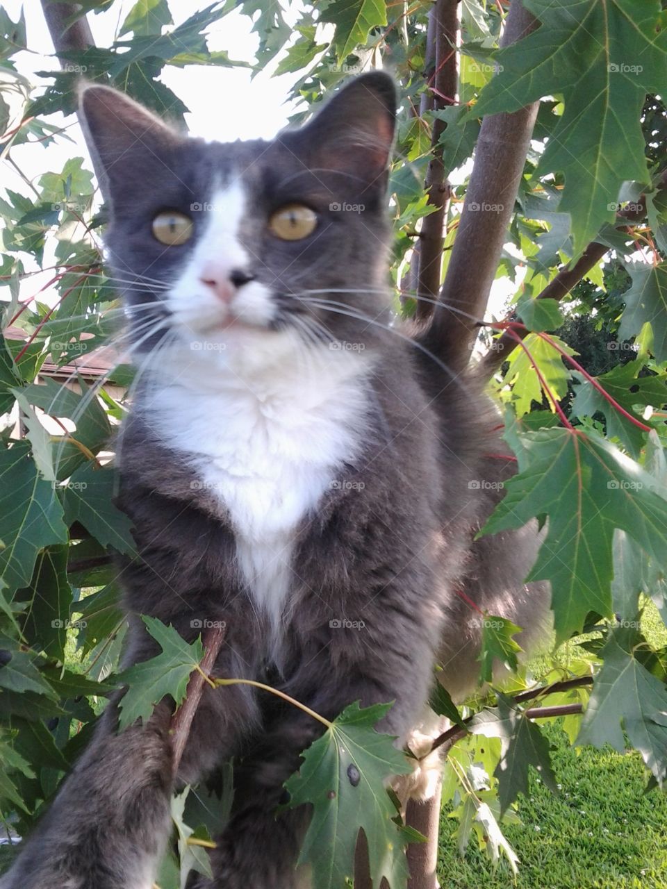 Cat in Tree