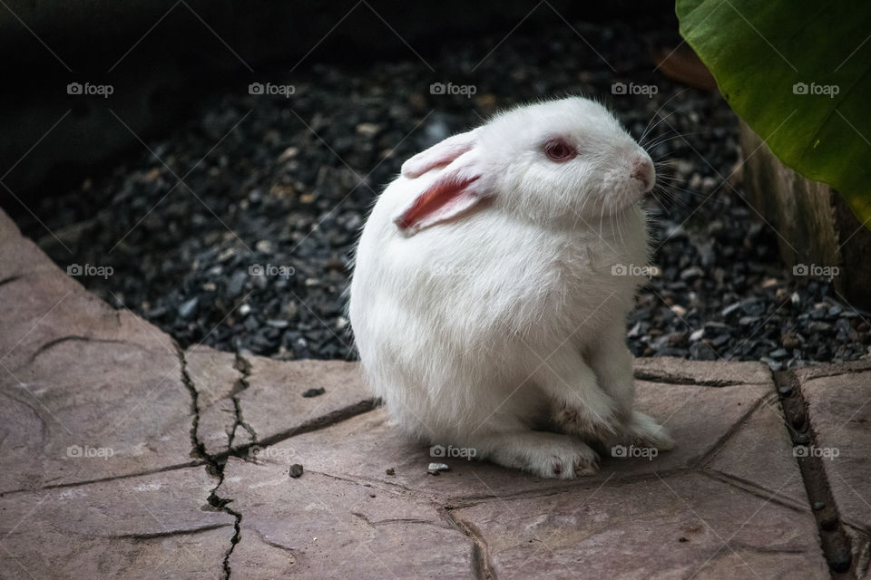 rabbit