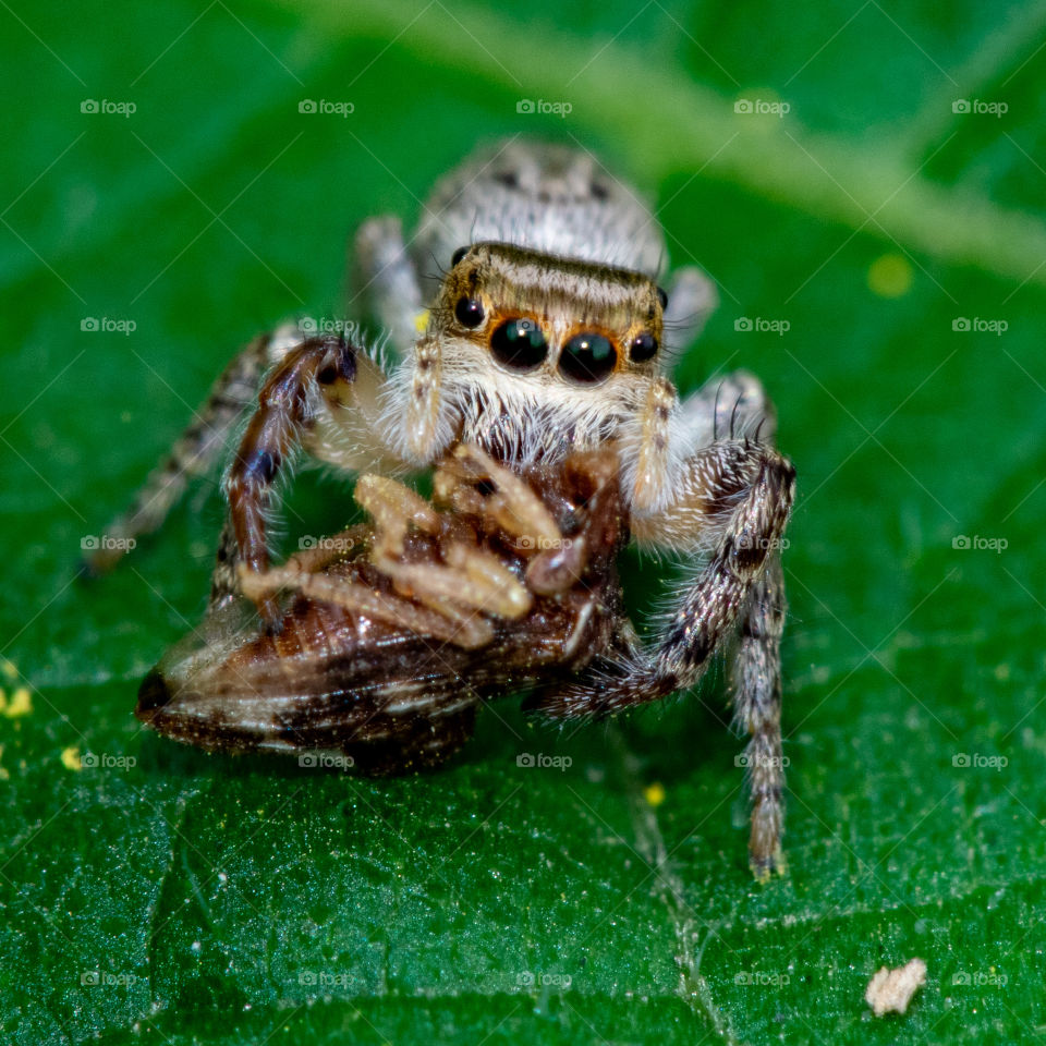 a little spider macro