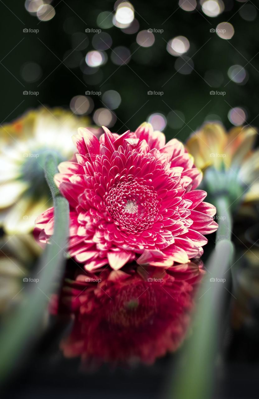 Magenta flower closeup