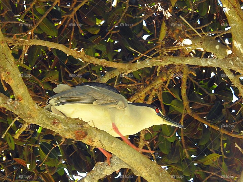 Night Heron 