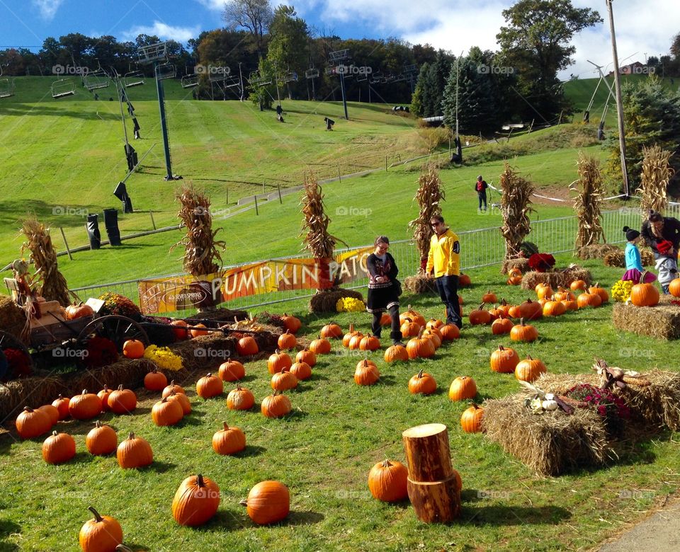 Autumnfest Pumpkins