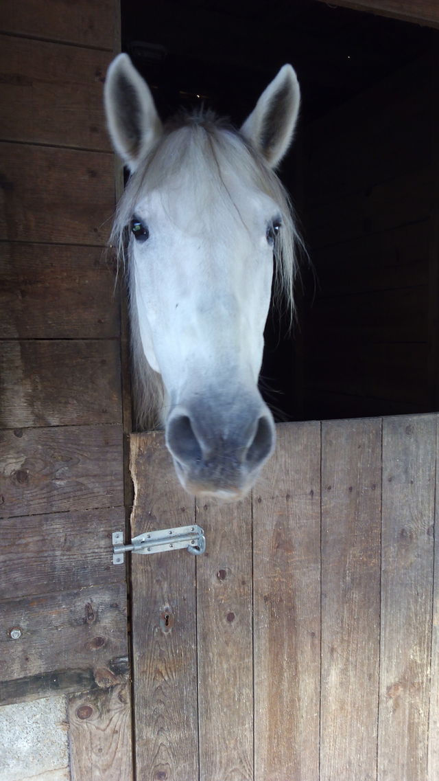 Horse riding. School Horses