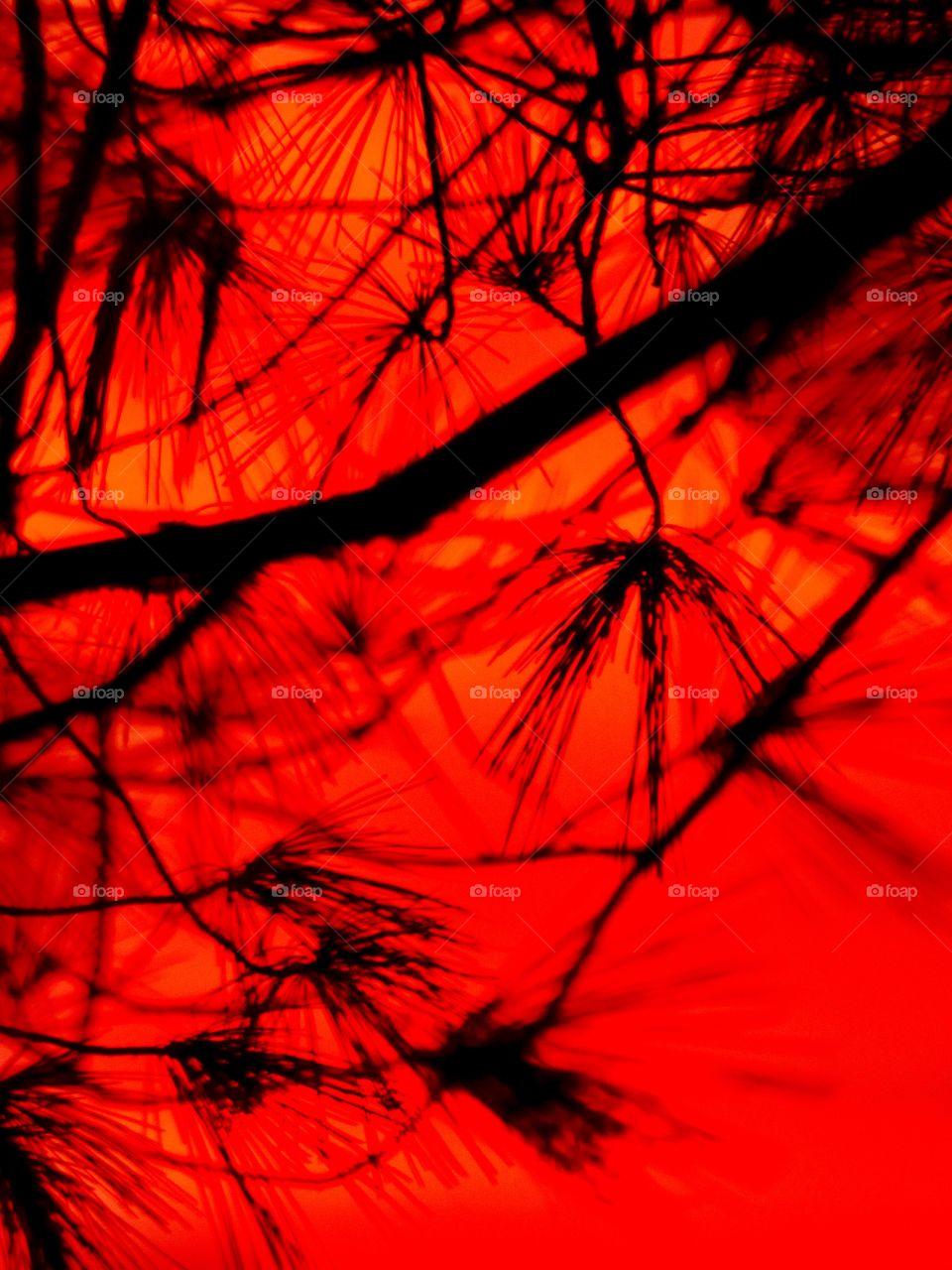 Beautiful red sky thru the tree 