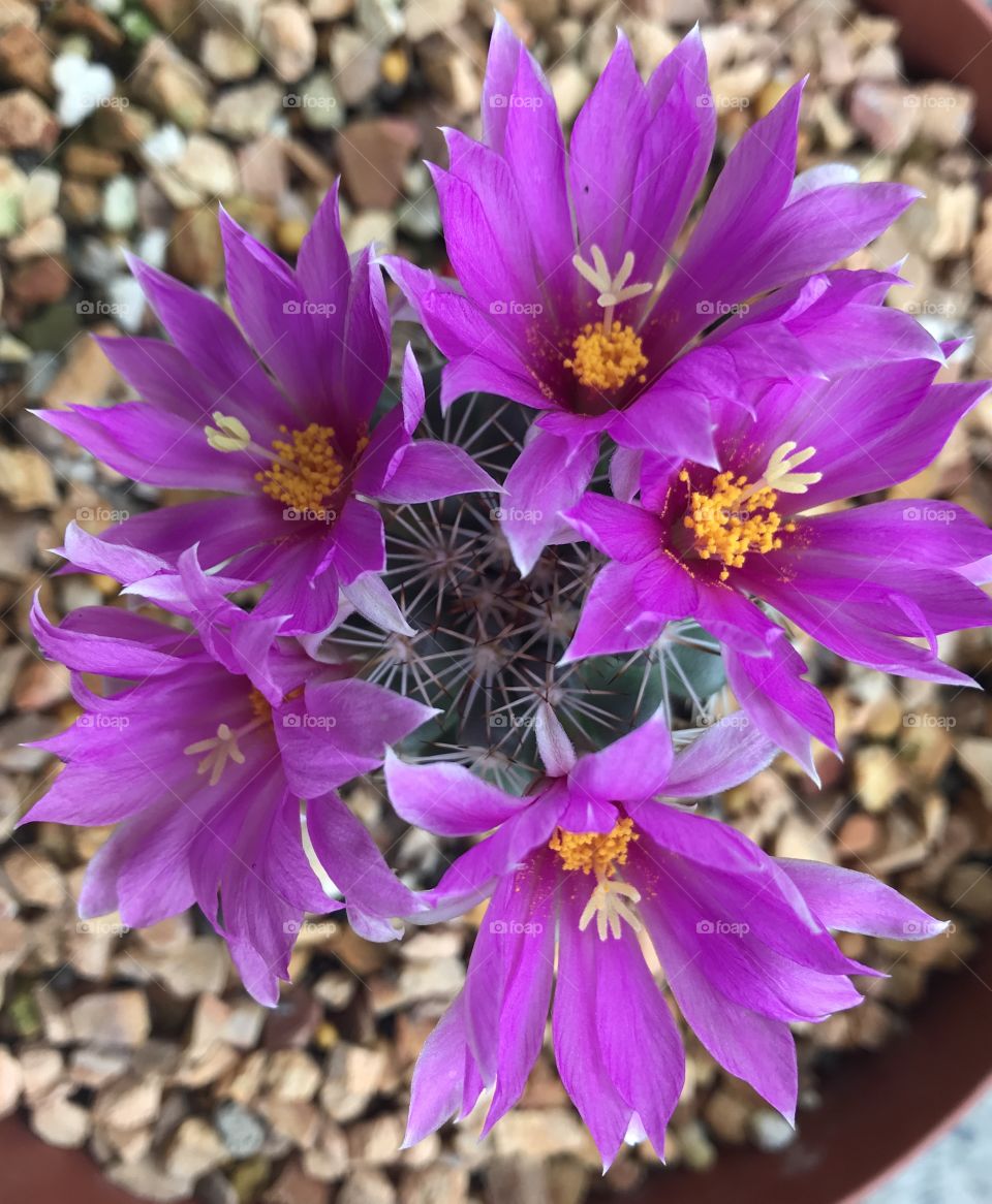 Cactus flower plant in Thailand 