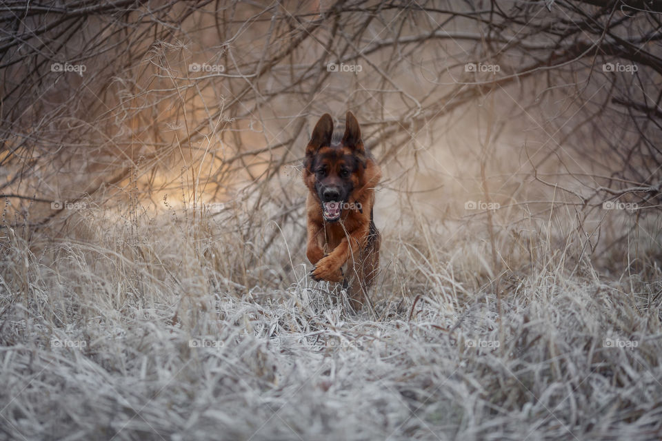 German shepherd dog walking in a winter park 