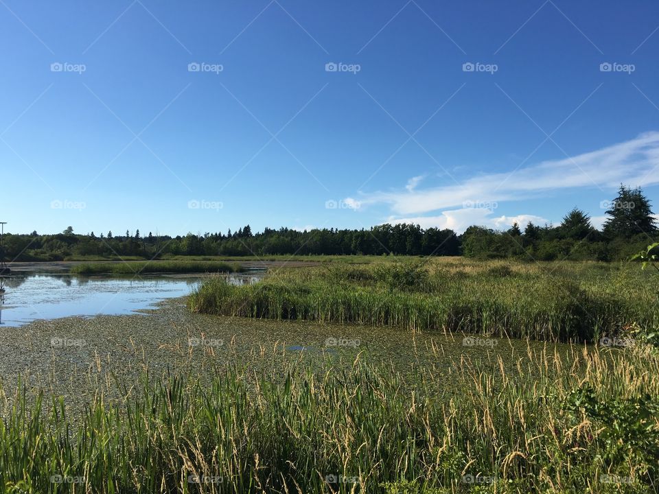 View of marsh in wetland