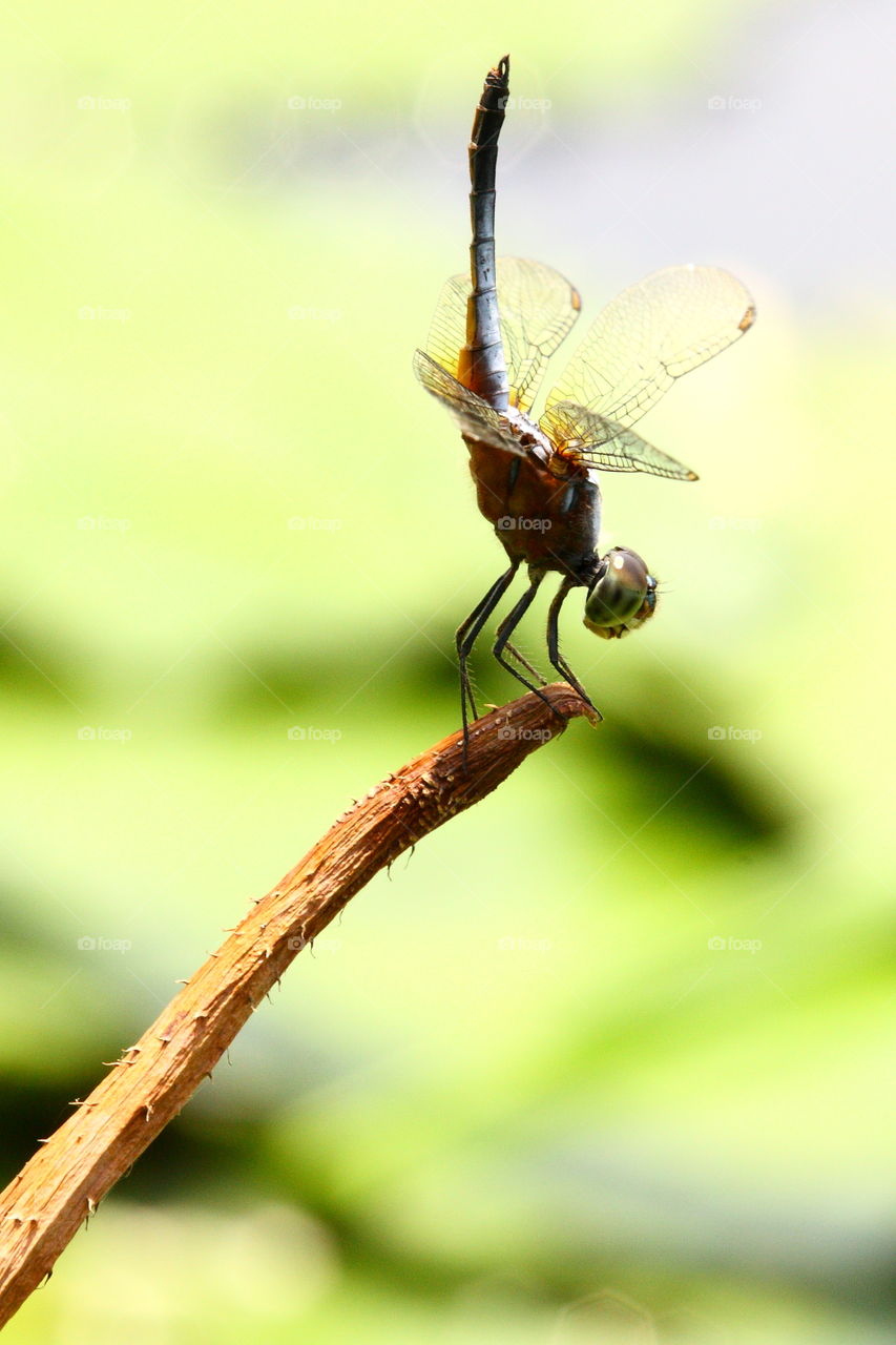 Dragonfly. Natural model