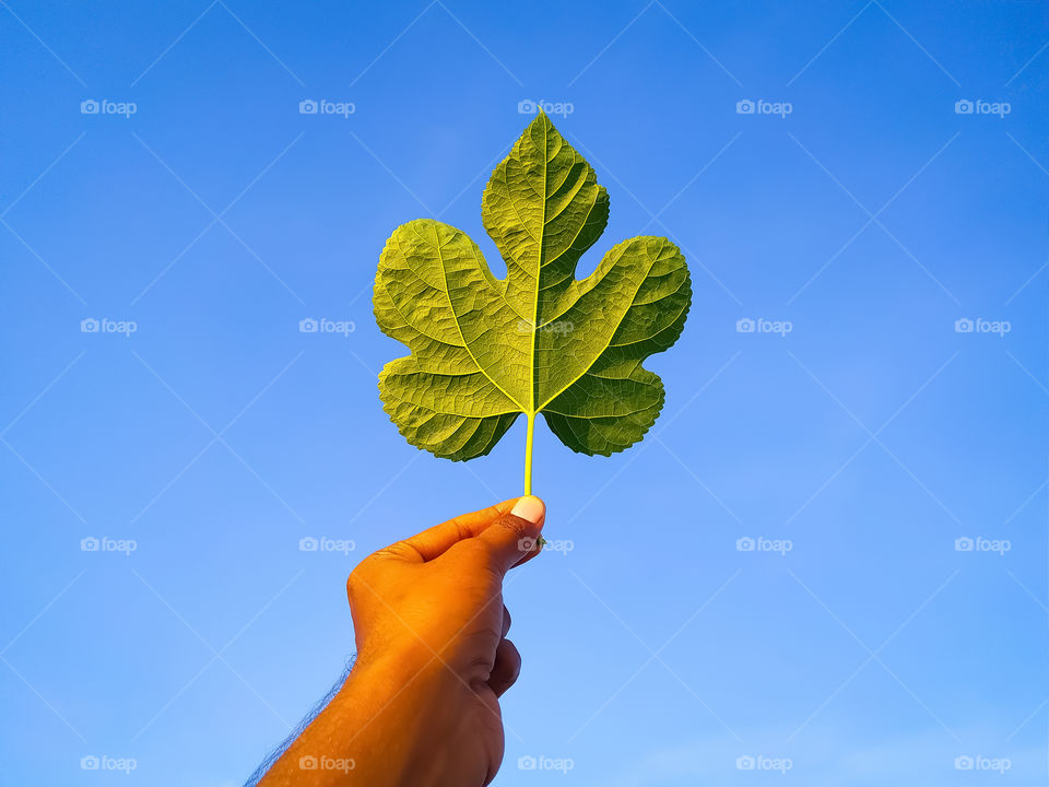 Mulberry green leaf in the hands of a boy on the backdrop of the sky