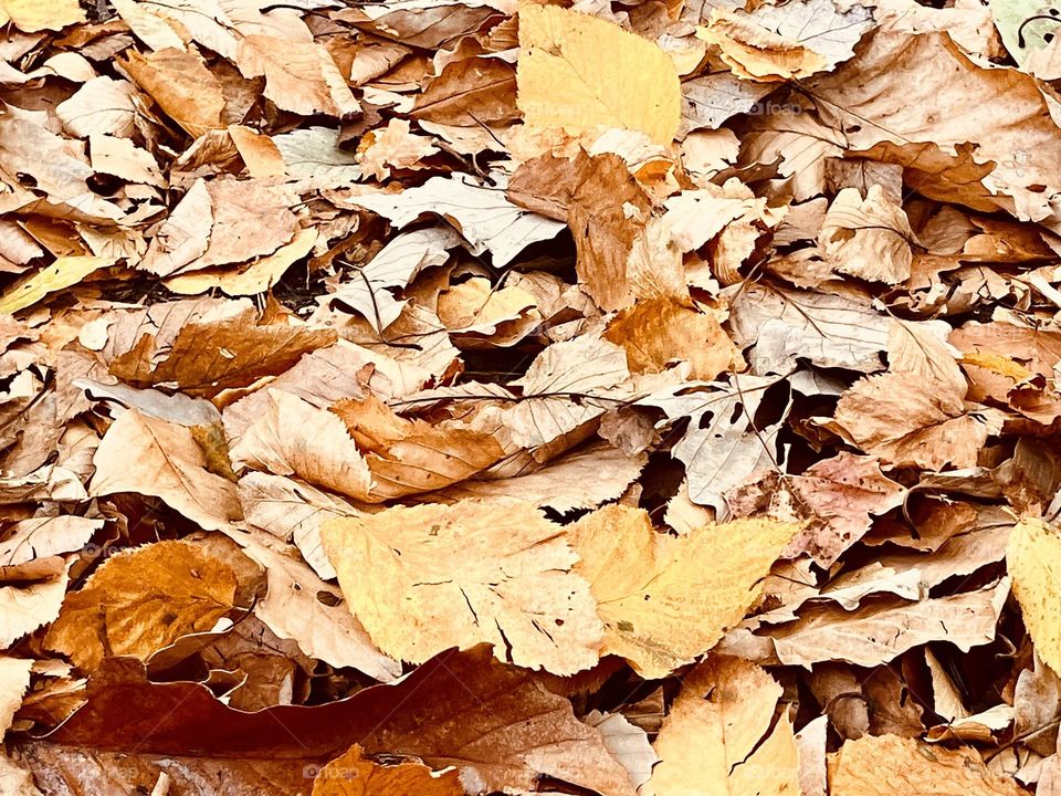 Bright  Up close Crisp fall leaves texture 