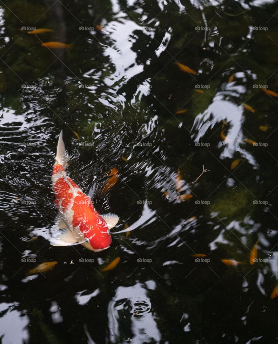 close up of koi fish in a pond