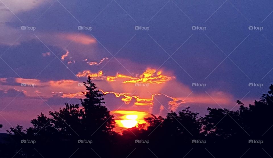 Morning light in the trees