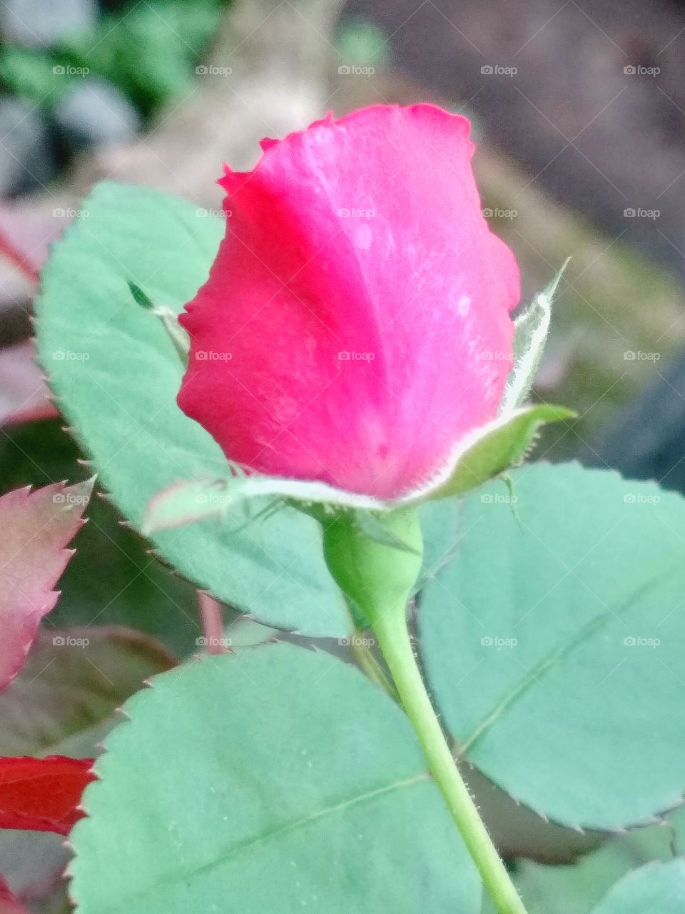 Rose 2