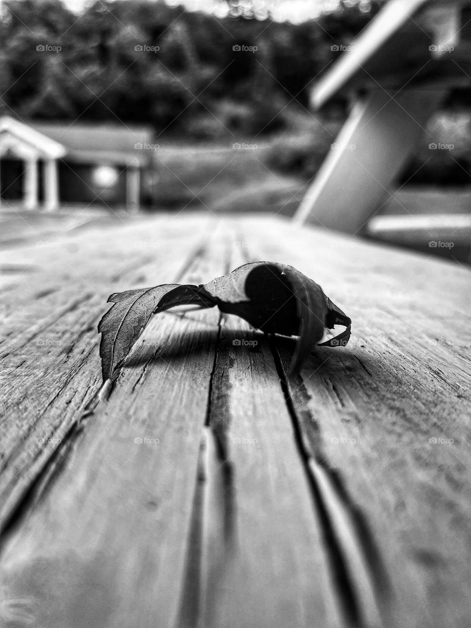 Leaf on a bench 