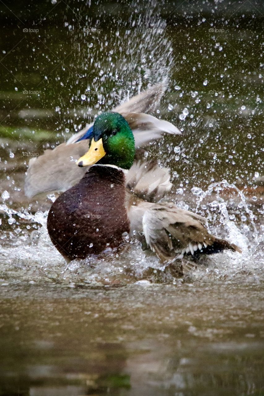 Mallard duck 