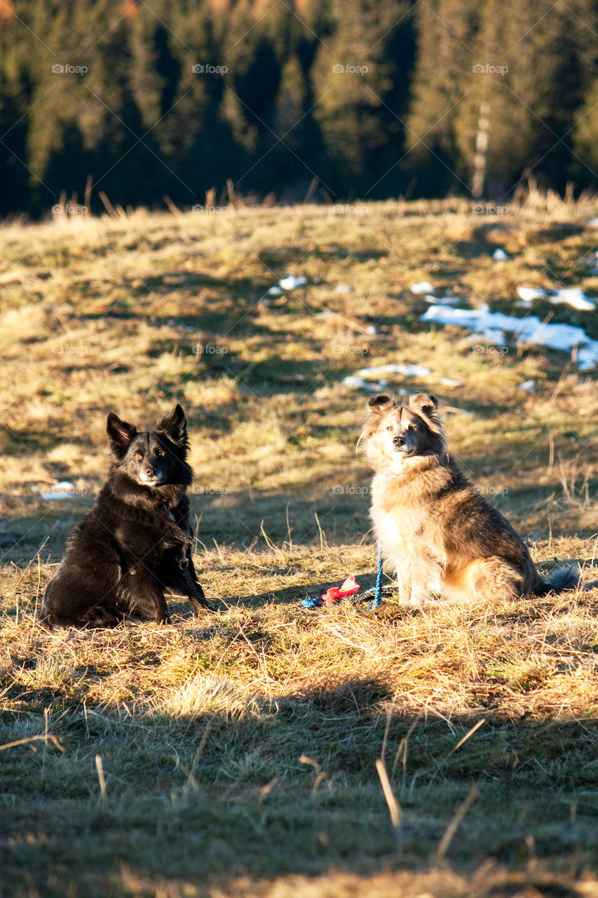 Two dog sitting on the dry grass