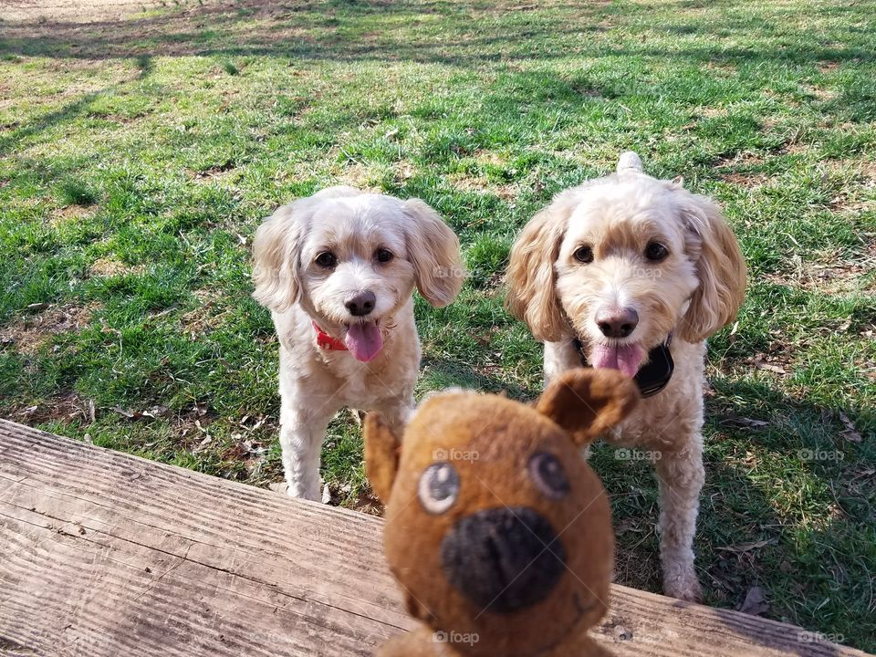 Two Cockapoo (cocker spaniel/poodle mix) litter mates with their eyes on the prize: in this case, their favorite toy.
