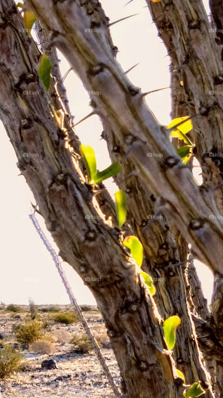 Macro of ocotillo branches - a last few leaves still clinging to life in a spot behind a cluster of branches. Sheltered from the heated, bone dry air, and the brutal wind gusts.