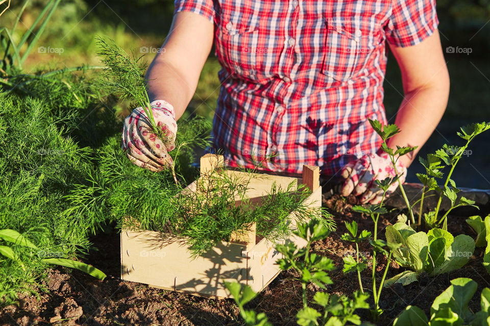 Woman working in a home garden in the backyard, picking the vegetables and put to wooden box. Candid people, real moments, authentic situations