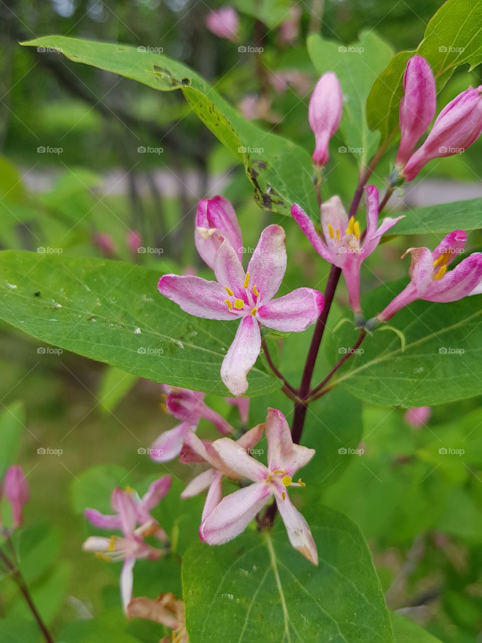 pink flower