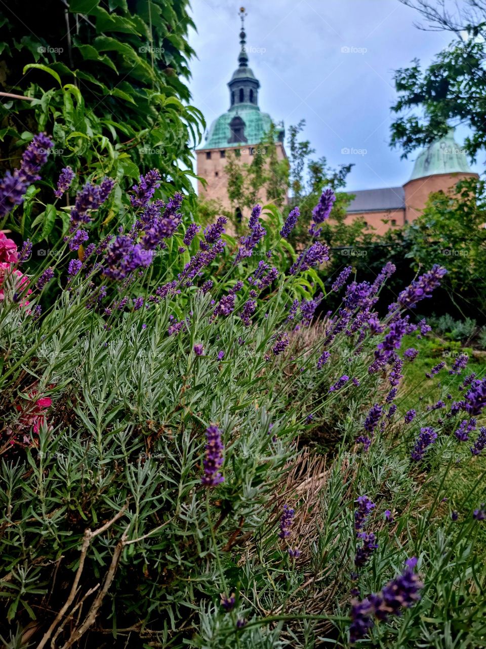 flowers