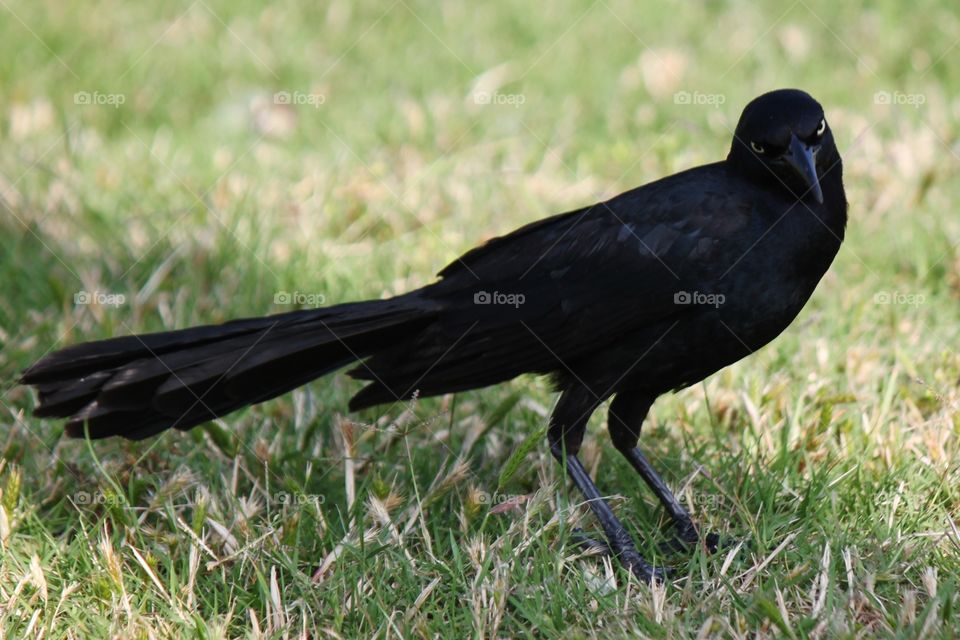 Grackle with an attitude!