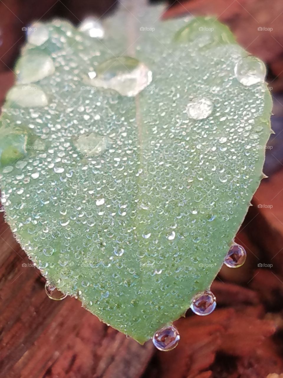 Dew on weed