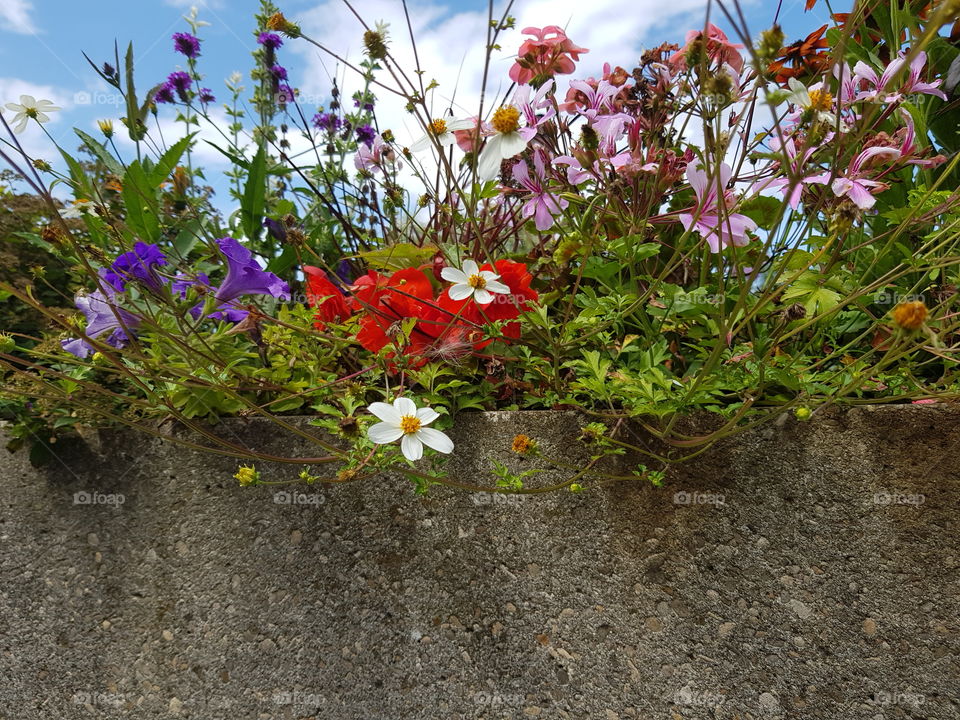 white and red flowers