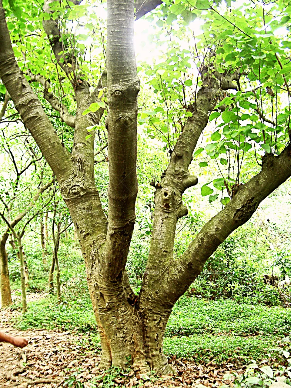 Jungle Tree