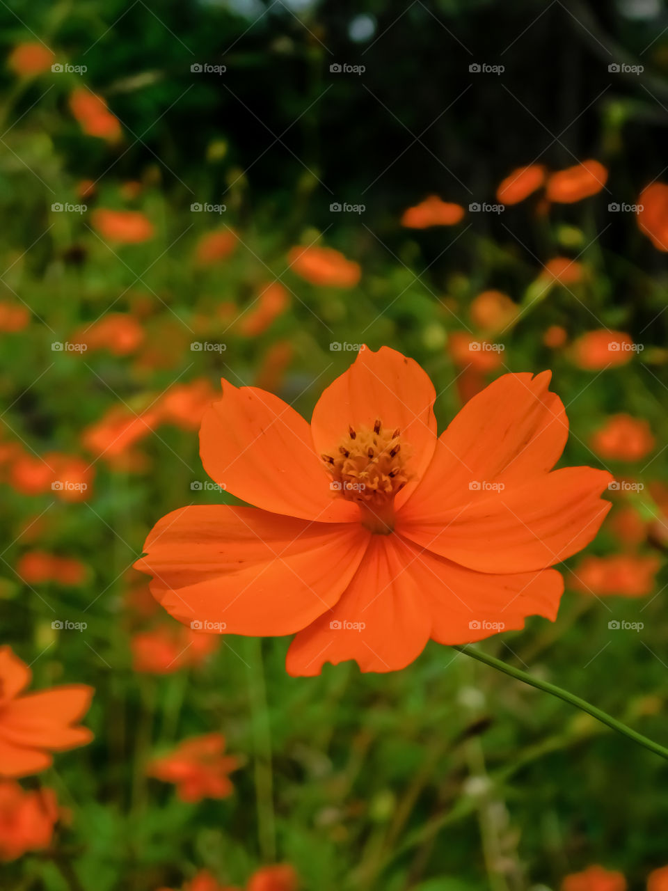 Beauty of orange coloured flower which is growing in Indian soil having flower background looking as a wallpaper, attractive.
