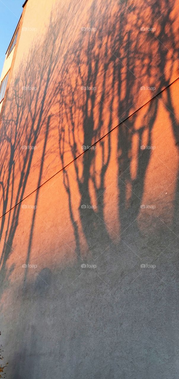 tree shadows on a wall /sunset