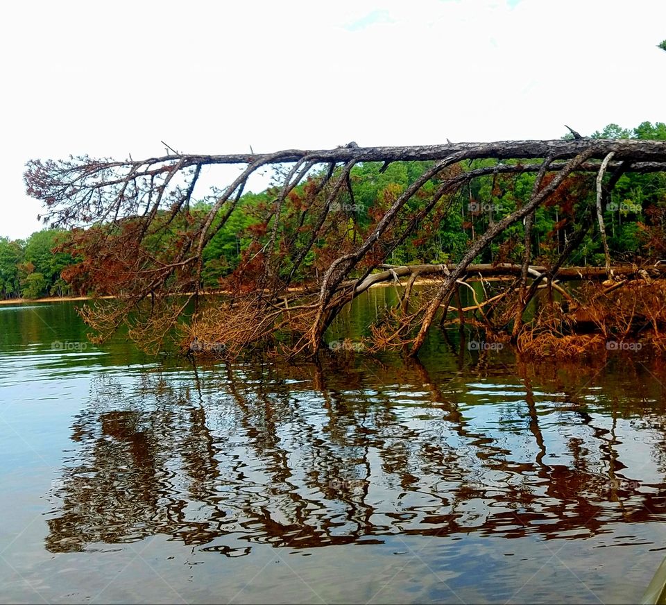 fallen trees in an embrace  over water