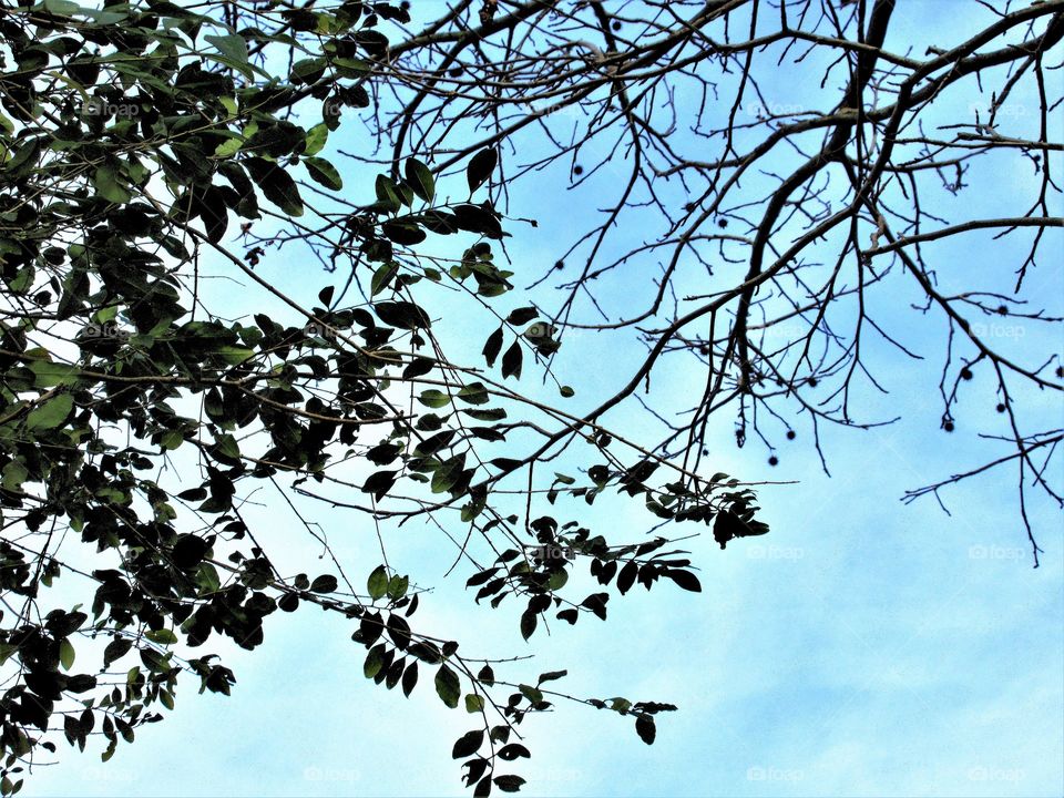 evergreen and deciduous