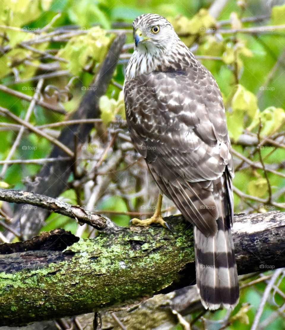 Cooper’s hawk on a moss covered limb