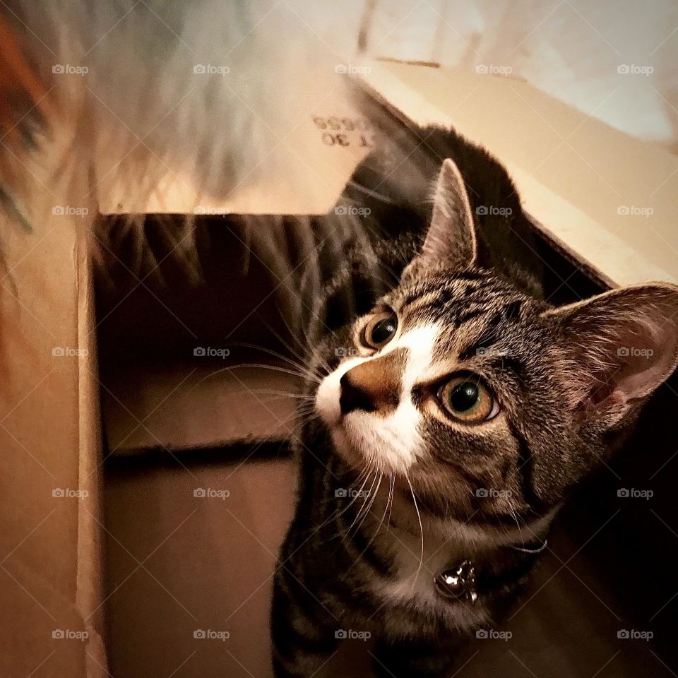 Tabby cat in cardboard box staring at feather cat toy. Close up of face. 