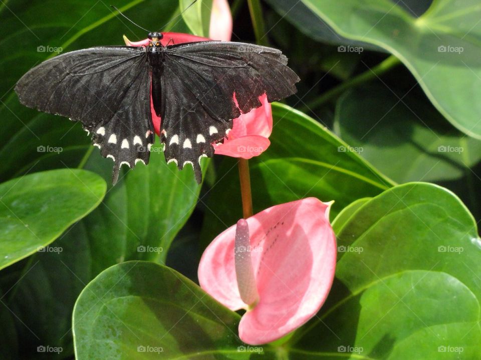 Black swallowtail 