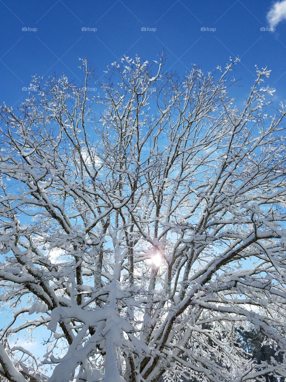Sunshine through snow and ice covered tree, blue sky after the snowstorm.