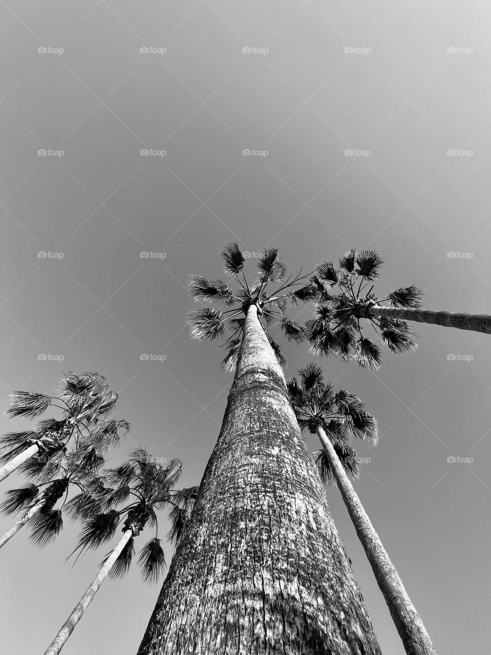 Palms in black and white seen from the ground 
