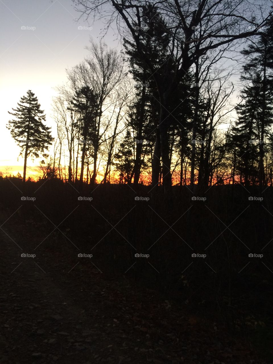 Sunrise through the trees