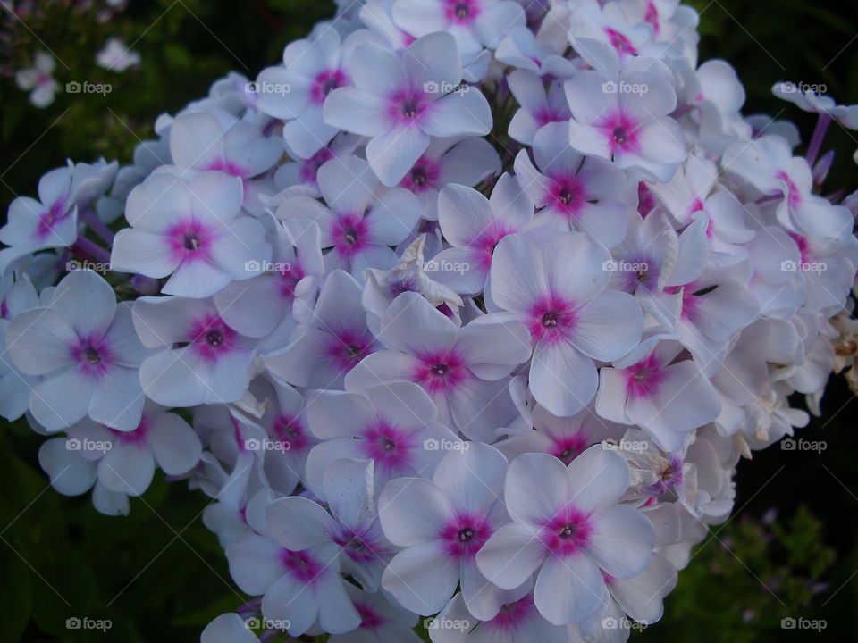 Flower, Flora, Nature, Garden, Floral