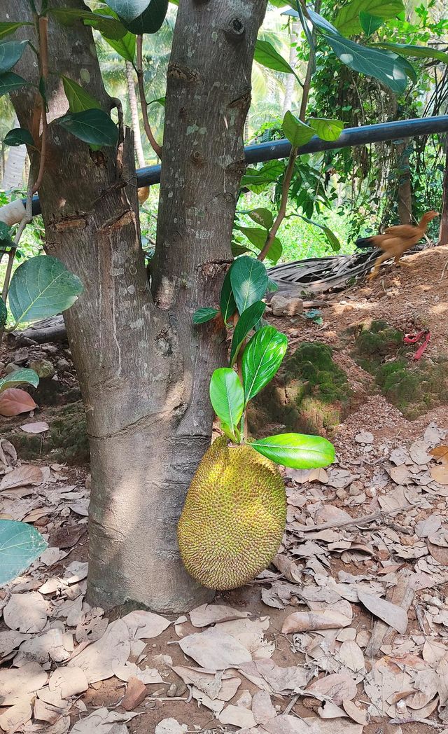 jackfruit