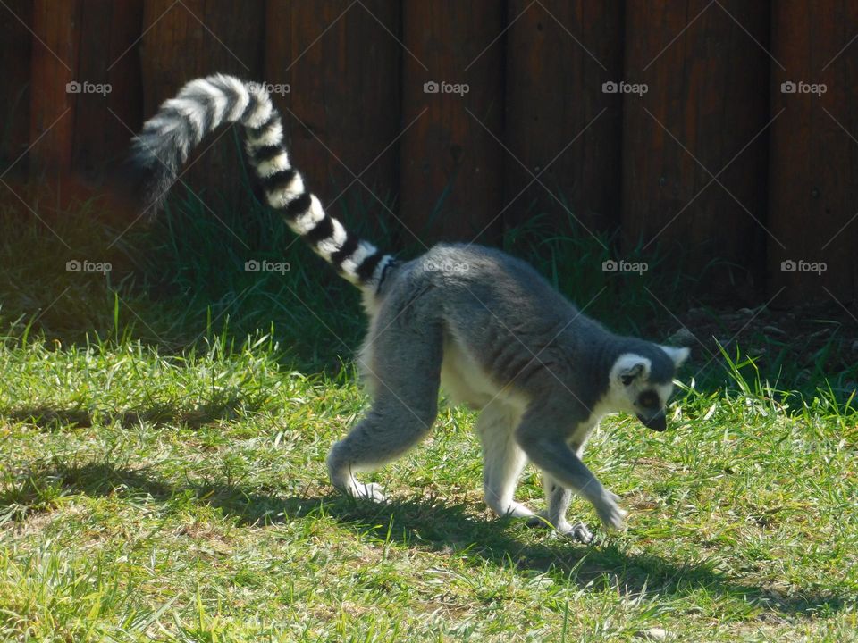 Lemur