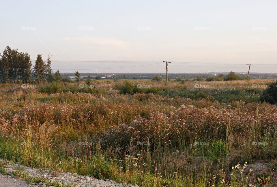 Field, wild grass 